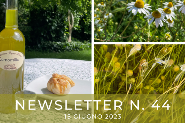 NewSLETTER  N. 44