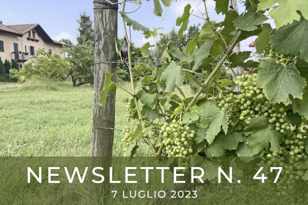 NEWSLETTER  N. 47