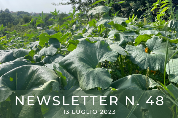 NEWSLETTER  N. 48