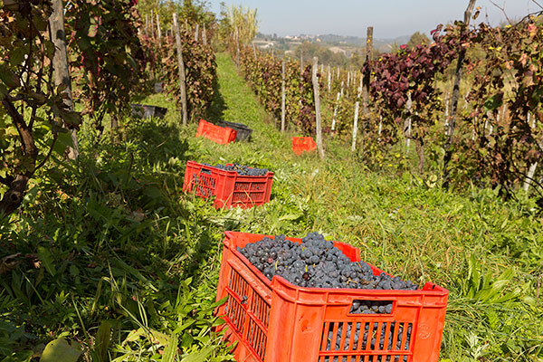 Vignaioli per un giorno